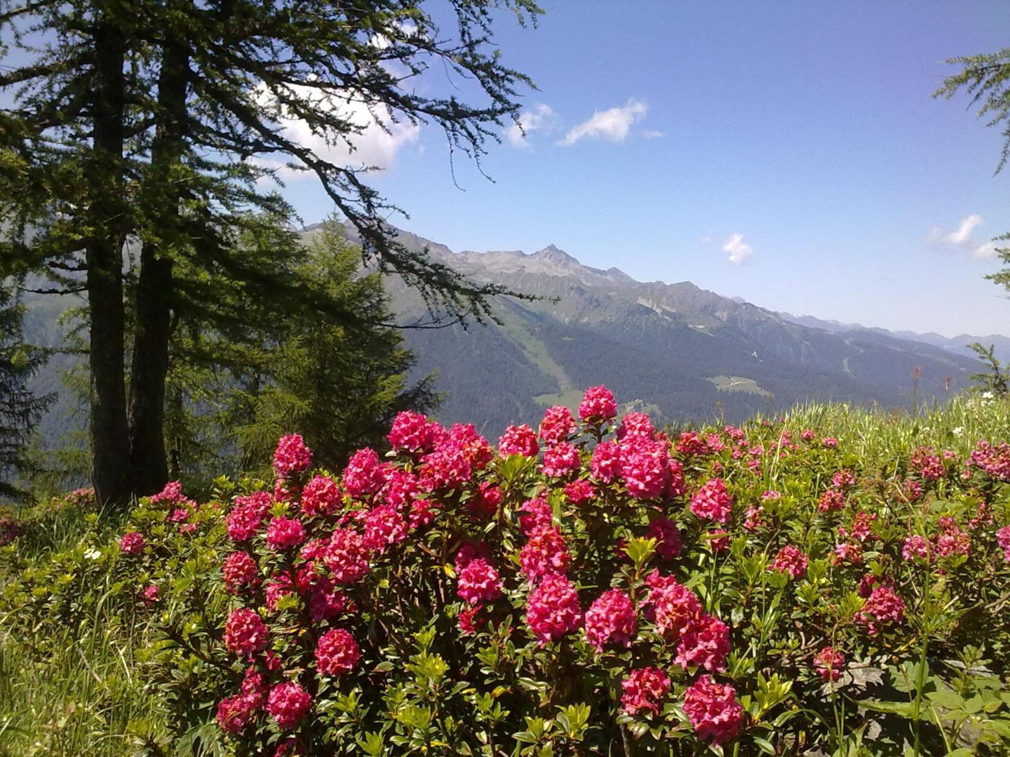 Hotel Alpina 平佐洛 外观 照片